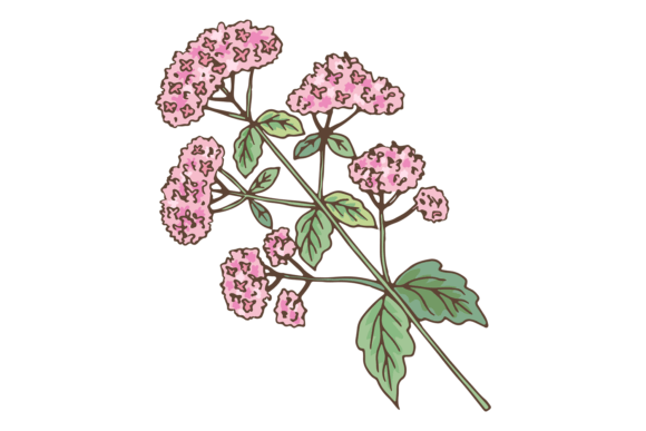 Valeriana Plant: Graphics and Illustrations for Editorial Use